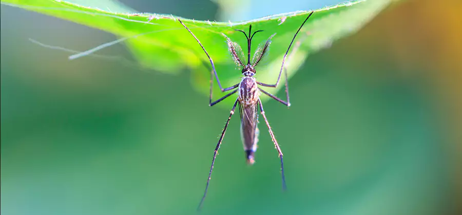 Pest and Mosquito Control for Yard and Patio in Centreville