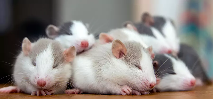 Centreville Pet Safe Mice Control