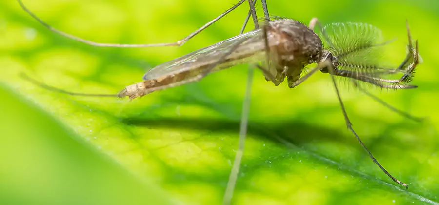 Herbal Mosquito Repellent Treatment in Centreville