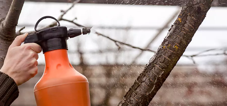 Orange Oil Structural Cavity Treatment in Centreville