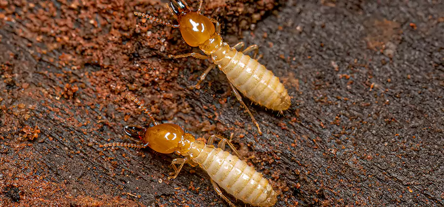 Natural Ant Hill Killer Treatment in Centreville