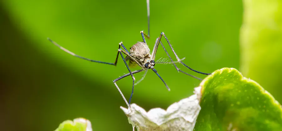 Natural Outdoor Mosquito Repellent in Centreville