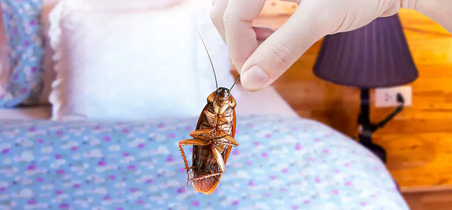 Bed Bug Inspection in Centreville