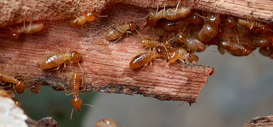 Termite Pest Management in Centreville