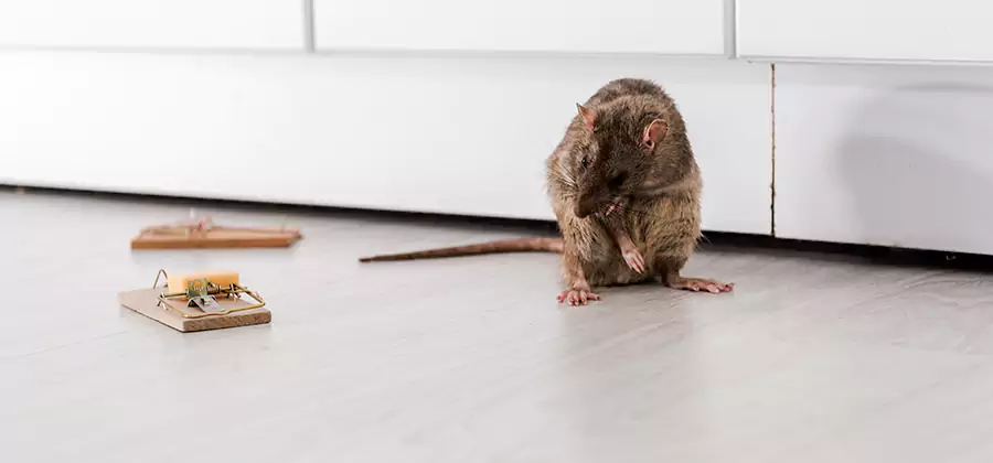 Rat Baiting Removal Service in Centreville