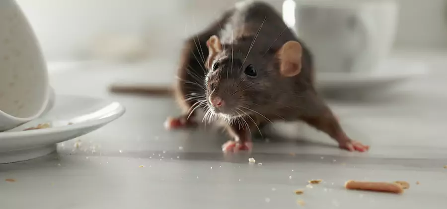 Attic Rat Exclusion Service in Centreville