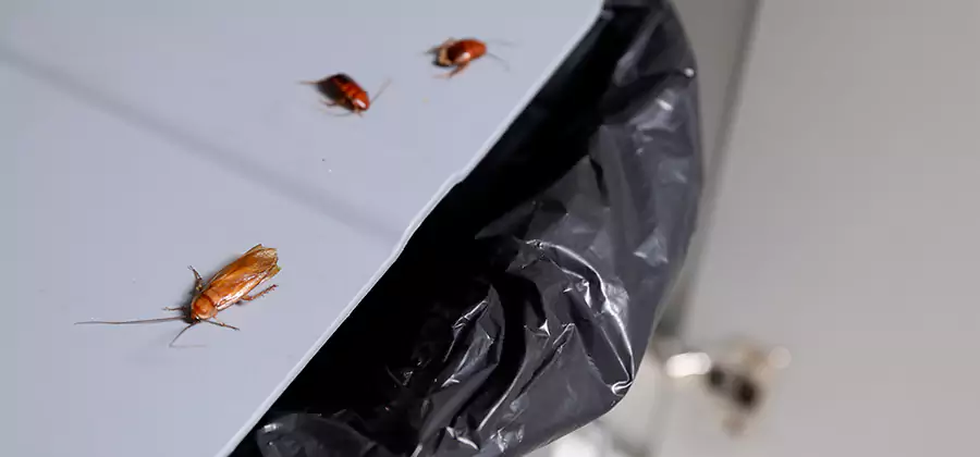 German Roach Pest Control in Centreville