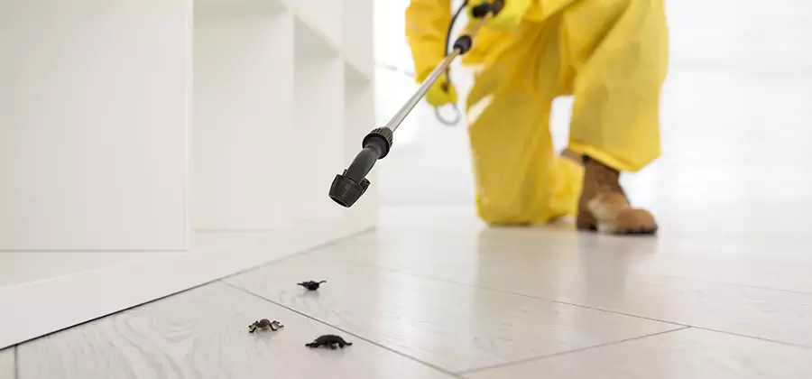 Roach and Bed Bug Exterminator in Centreville