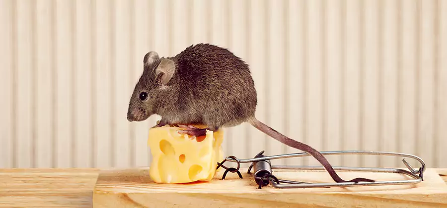 Commercial Rodent Exclusion Services in Centreville