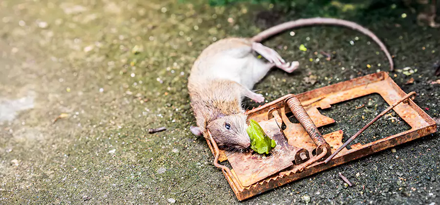 Rat Trapping in Centreville