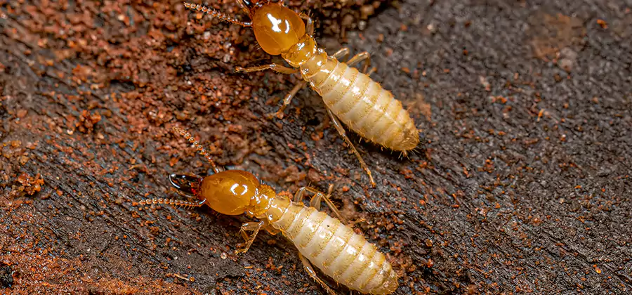 Sentricon Residential Termite Control in Centreville
