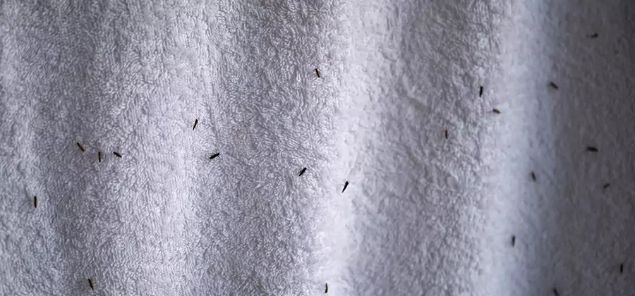 Small Black Ants in Bathroom Treatment in Centreville