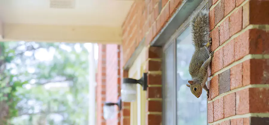 Squirrel Inside Walls Removal in Centreville