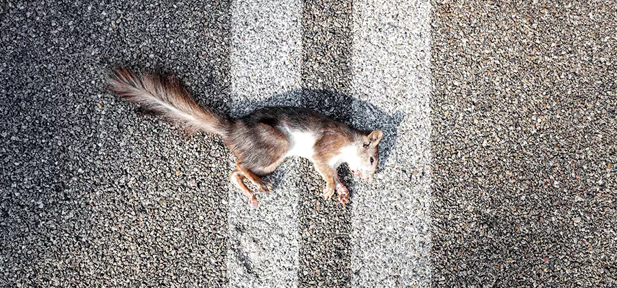 Dead Squirrel Removal in Centreville