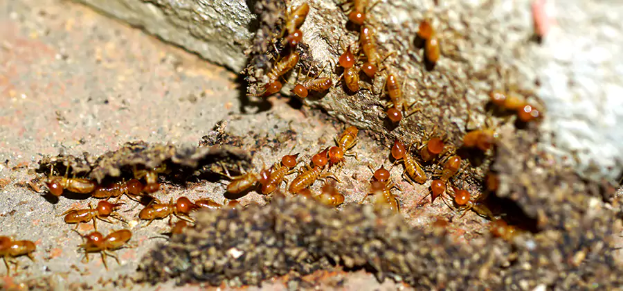 Wood Treatment and Localized Termite Solutions in Centreville