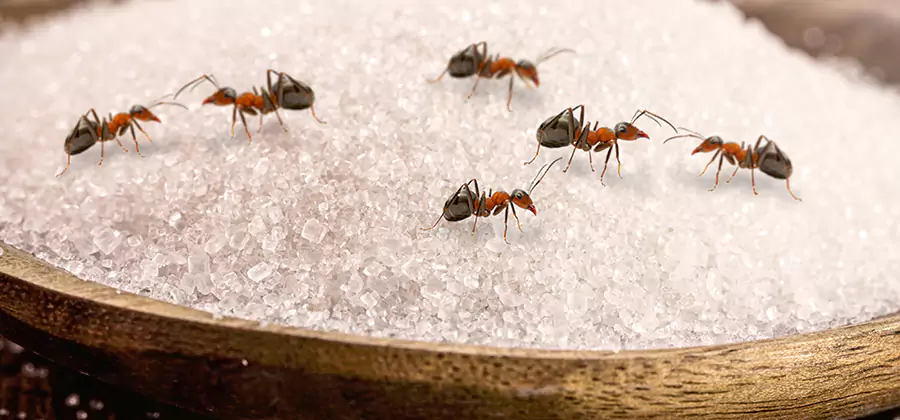 Indoor Sugar Ant Treatment in Centreville