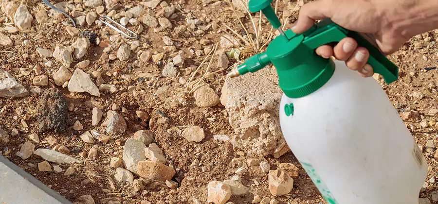 Heat Treatment Termite Cost in Centreville
