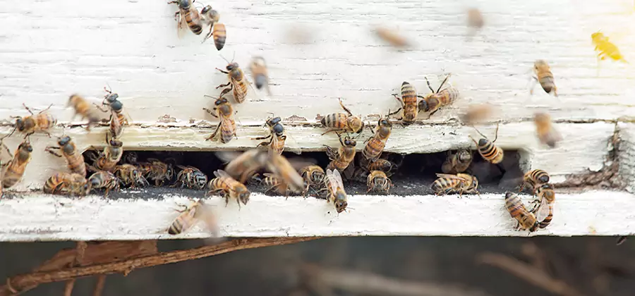 Residential Termite Fumigation in Centreville