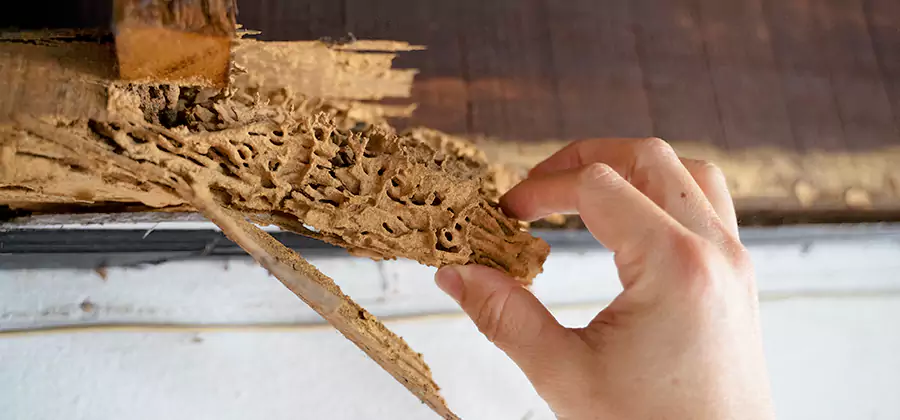 Pre-Purchase Termite Inspection in Centreville