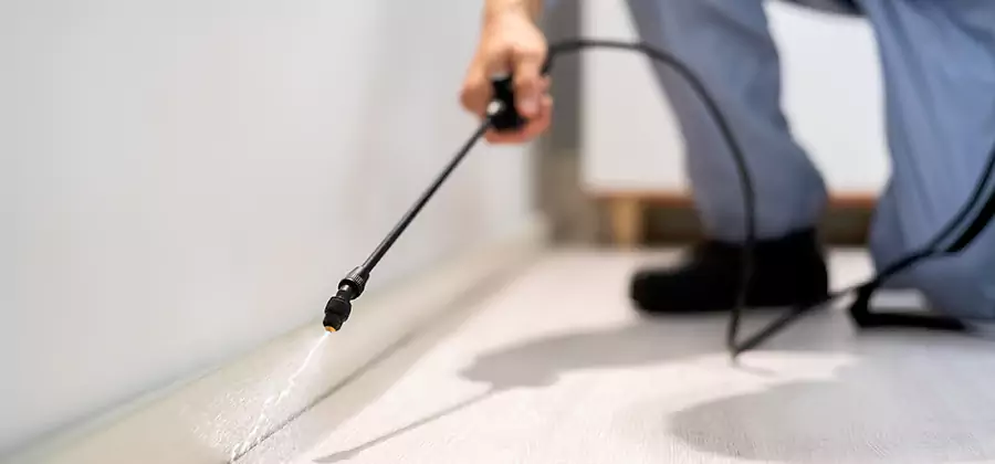 Direct Termite Injection Treatment in Centreville