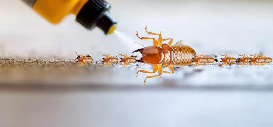 Foundation Termite Spraying Control in Centreville