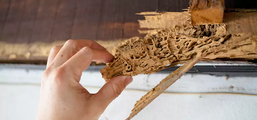 Pre-Construction Termite Treatment in Centreville