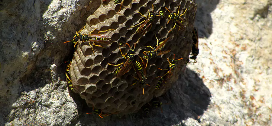 Wasp Nest in Tree Removal Centreville