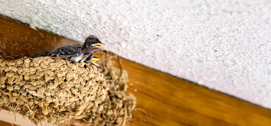 Bird Removal From House in Centreville