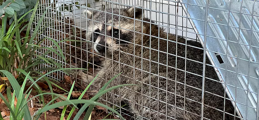 Wildlife Relocation Services in Centreville