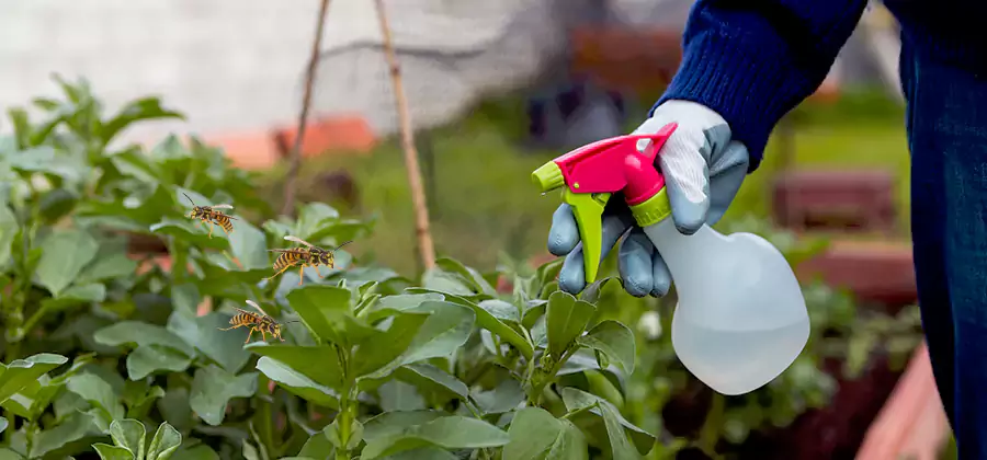 Yellow Jacket Pest Removal for Commercial Properties in Centreville