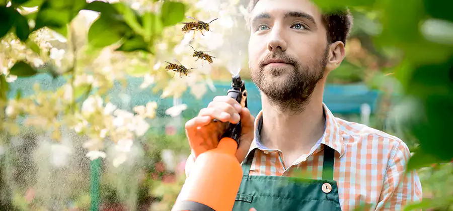 Yellow Jacket Wasp Removal in Centreville