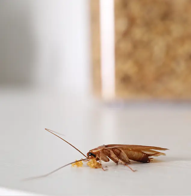 Why Centreville Pest Control Pro Stands Out in Centreville, VA?
