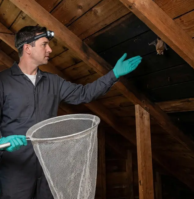 Why Centreville Pest Control Pro Is the Right Choice in Centreville, VA?