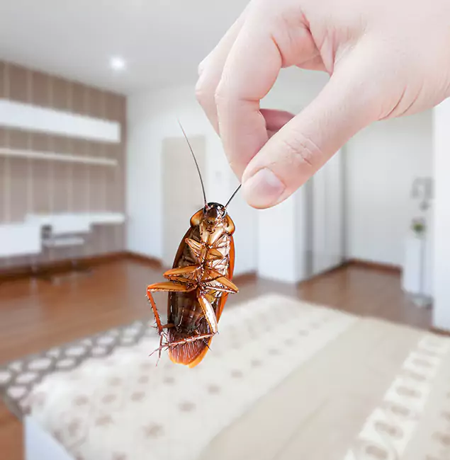 Why Centreville Pest Control Pro Stand Out for Bed Bug Fumigation in Centreville, VA?