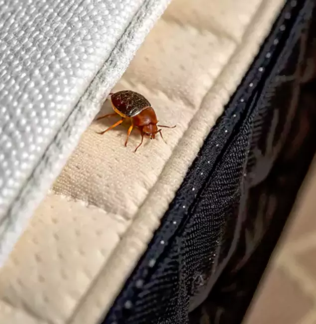 Why Choose Centreville Pest Control Pro for Bed Bug Treatment at Home in Centreville, VA?