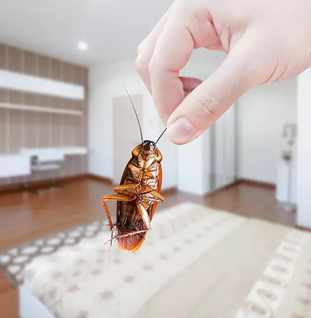 Why Centreville Pest Control Pro Stand Out For Bed Bug Inspection in Centreville, VA?