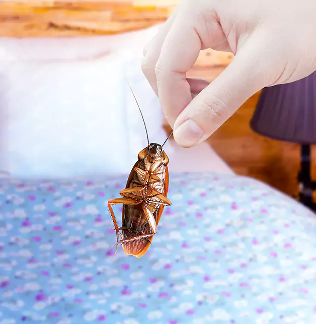 Why Choose Centreville Pest Control Pro for Bed Bug Treatment in Centreville, VA?