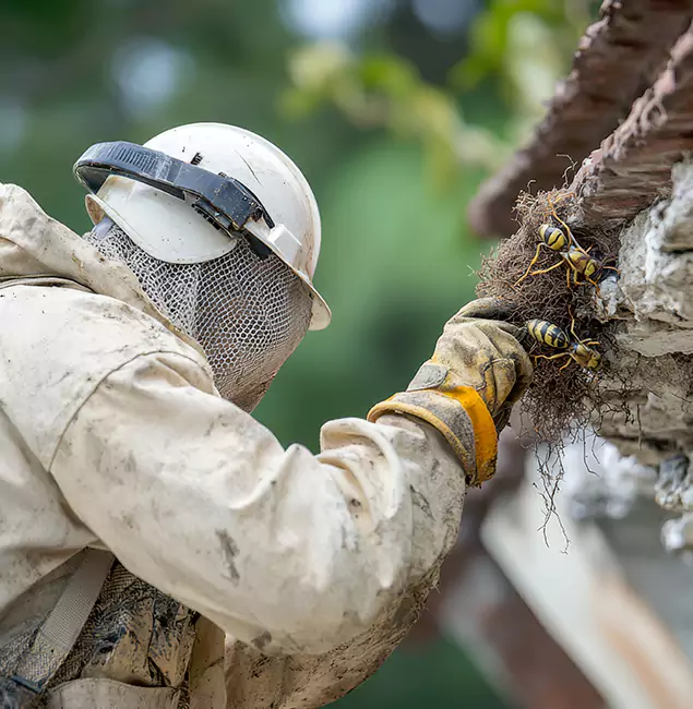 Why Centreville Property Owners Choose Centreville Pest Control Pro for Bee Exterminator?