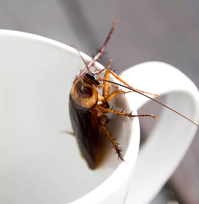 Why Centreville, VA Residents Trust Centreville Pest Control Pro for Cockroach Fumigation?