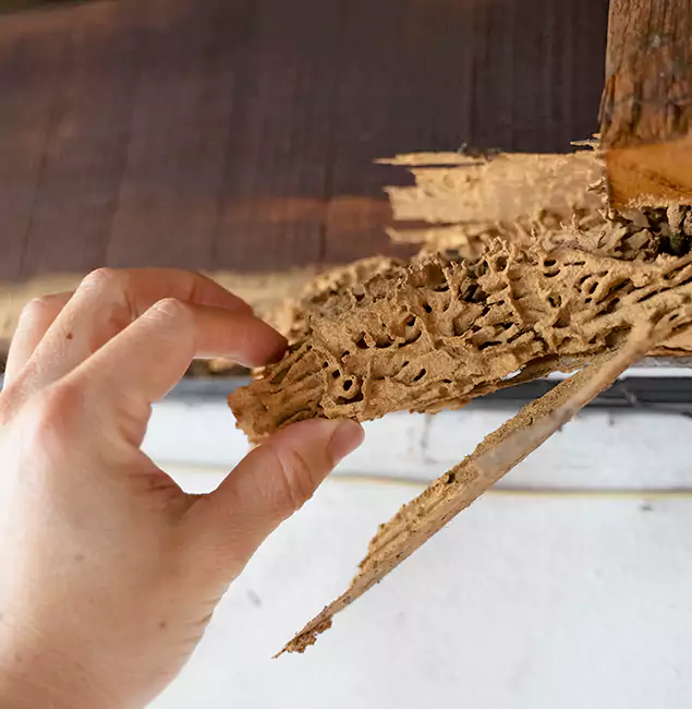 Why Choose Centreville Pest Control Pro in Centreville, VA?