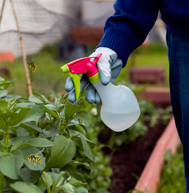 Why Centreville Homeowners Choose Centreville Pest Control Pro for Honey Bee Removal?