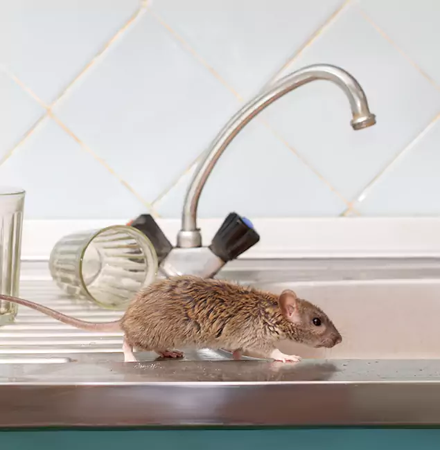 Why Centreville, VA Trusts Centreville Pest Control Pro for Humane Rodent Control?