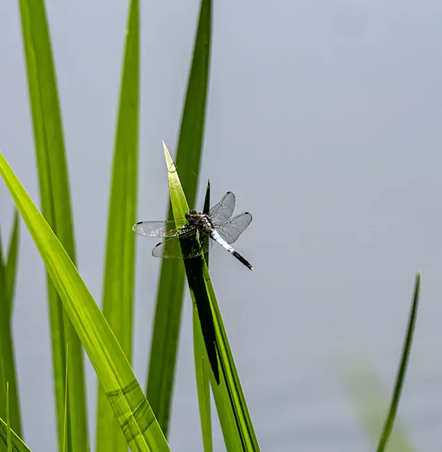Why Centreville Families Trust Centreville Pest Control Pro for Mosquito Prevention?