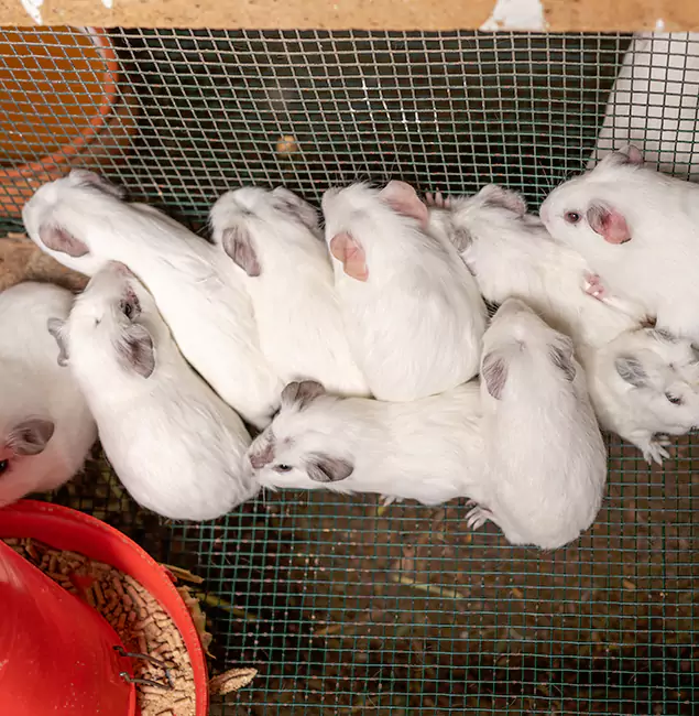 Why Centreville Pest Control Pro Is the Trusted Choice in Centreville, VA?