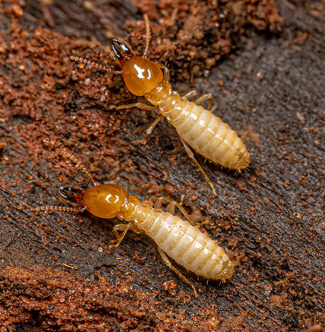 Why Choose Centreville Pest Control Pro for Termite Treatment Without Tenting in Centreville, VA?