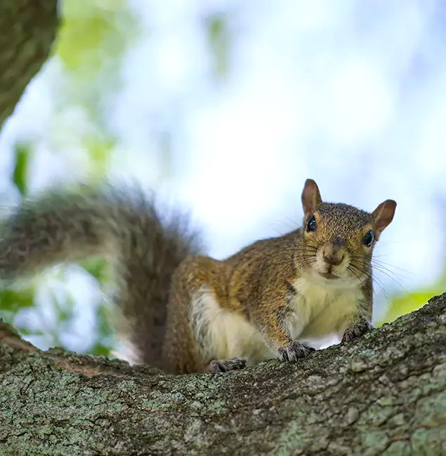 Why Centreville, VA Relies on Centreville Pest Control Pro for Squirrel Pest Control?