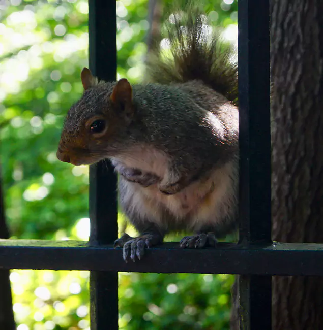 Why Centreville, VA Chooses Centreville Pest Control Pro for Squirrel Removal?