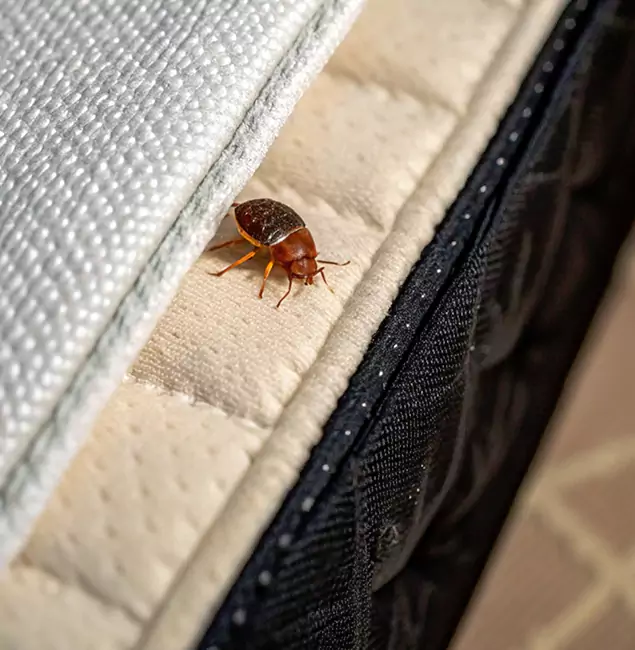 Why Centreville Homeowners Trust Centreville Pest Control Pro for Tick Treatment?