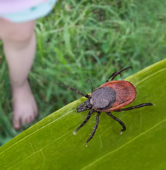 Why Centreville Homeowners Choose Centreville Pest Control Pro for Tick Extermination?