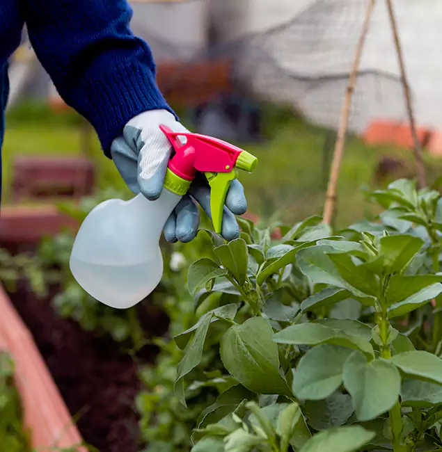 Why Centreville Relies on Centreville Pest Control Pro for Wasp Control Services?